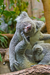 Koala (Phascolarctos cinereus)