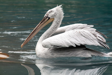 Pélican sur l'eau