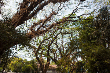 Fototapeta premium Spreading branches of the tall perennial Banyan trees in the Park of Kerala. Indian tropical Banyan