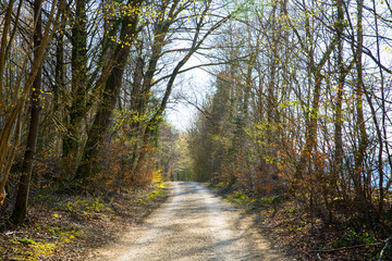 Waldweg