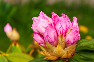 Zakwitnięty kwiat rododendronu