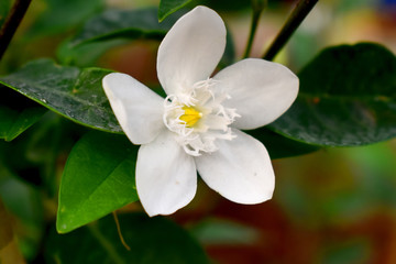 Obraz na płótnie Canvas white flower in bloom with green leaves blurred background of Orange jasmine (Philadelphus)