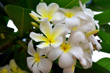 White and yellow flower of  Plumeria  or Frangipani with green leave  blurred Background