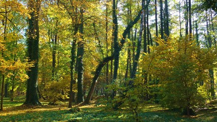 Fototapeta na wymiar Barwy jesieni w parku w Strzelcach Opolskich Polska