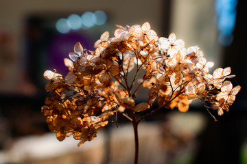 dry and beautiful plant backlit by the sun at sunset