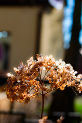 dry and beautiful plant backlit by the sun at sunset