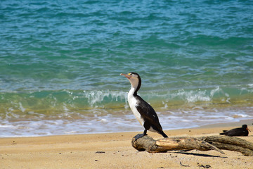 A New Zealand Pied Shag sitting on a branch on the beach. New Zealand, Abel Tasman National Park.