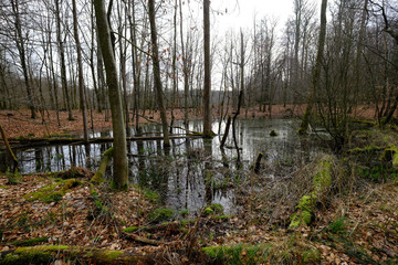 Naturwald mit Wasserstelle