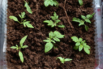 Tomato sprouts grown for seedling in the ground. Gardening. Seedlings of tomatoes on the windowsill. Germinated Tomato Seeds