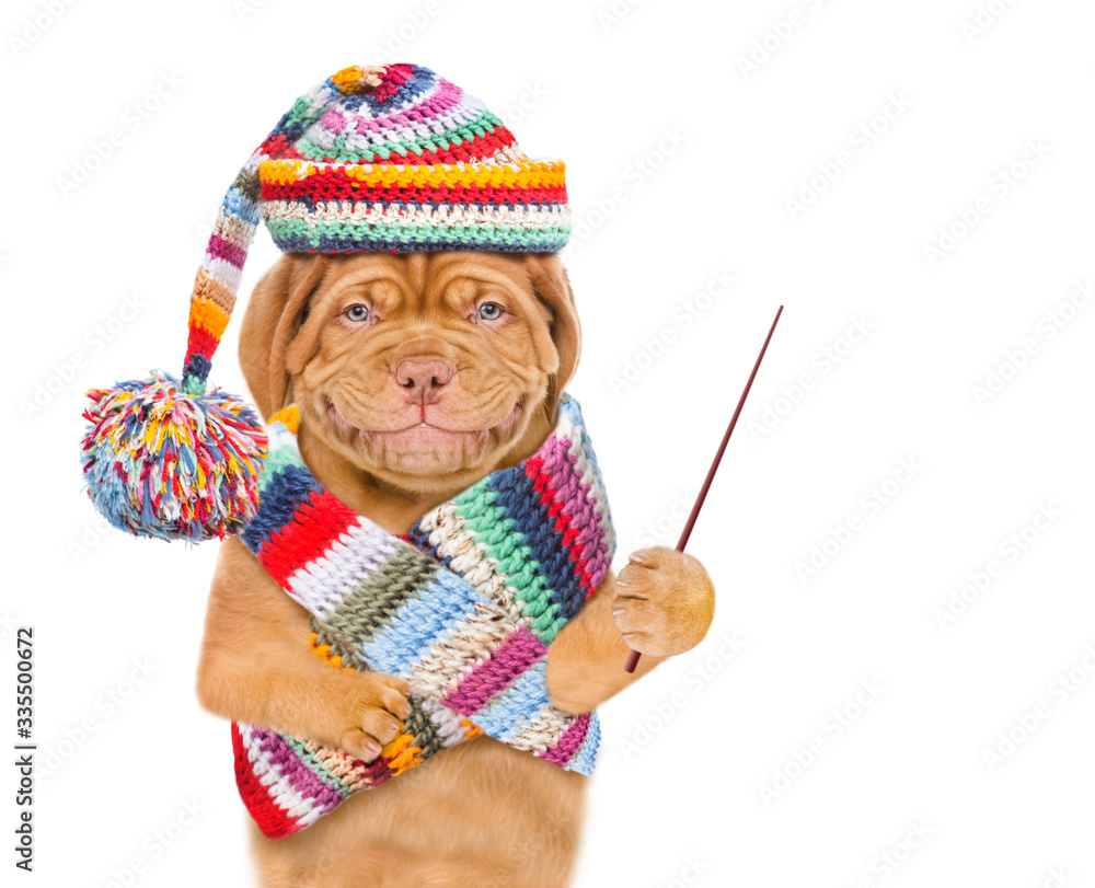 Poster Smiling puppy wearing a winter hat and warm scarf holds a pointing stick and points away on empty space. isolated on white background