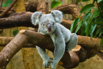 Koala (Phascolarctos cinereus)
