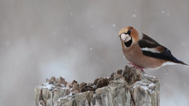 Snowy winter with songbirds on a feeder in the forest. Snowflakes and a beautiful snag the First snow with an animal