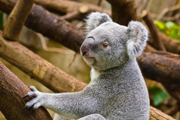 Fototapeta premium Koala (Phascolarctos cinereus)