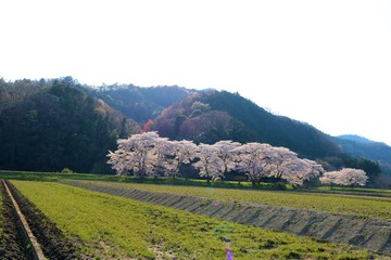 春　さくら　山　田舎　風景　杤木