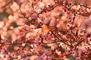 Spring - Springtime. Japanese cherry Sakura. Beautifully blooming colorful tree in nature. Background with sunrays.