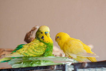 Wellensittiche als Haustiere