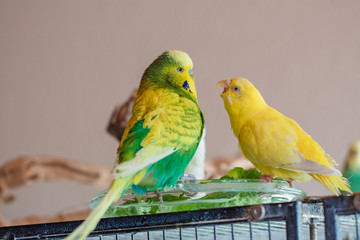 Wellensittiche als Haustiere