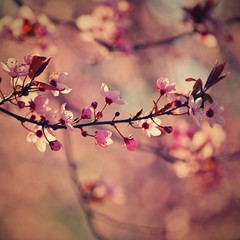 Spring tree - colorful nature. Beautiful flowering Japanese cherry - Sakura. Background with flowers on a spring day.