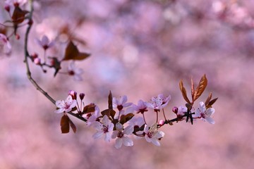 Spring - Springtime. Japanese cherry Sakura. Beautifully blooming colorful tree in nature. Background with sunrays.