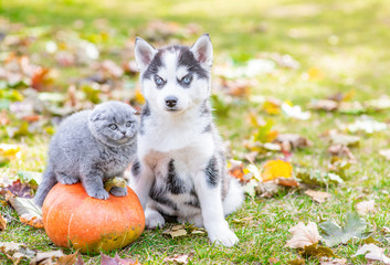 Fototapeta premium Young Husky puppy sits with a kitten in autumn park with pumplin and looks at camera