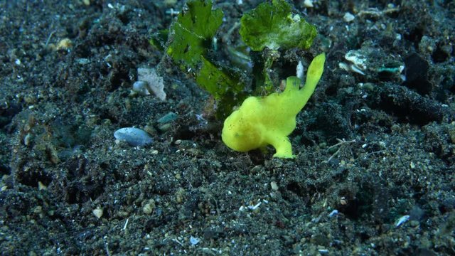 A tiny yellow - Painted Frogfish - Antennarius pictus (juvenile, 10mm). Underwater life of Tulamben, Bali, Indonesia. Video 4k.