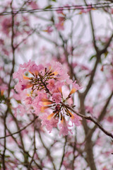 pink cherry blossom
