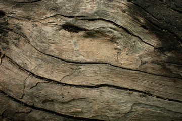 Textura tronco