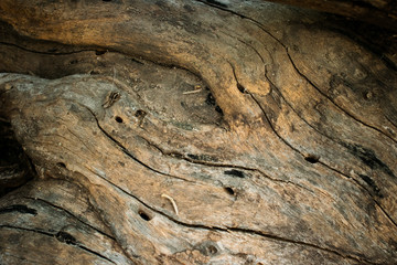 Textura Madera