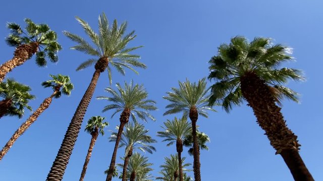 Camera looks up as it moves past rows a palm trees