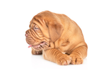 Bordeaux puppy lying and looking away. isolated on white background