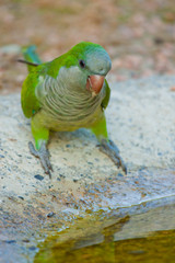 Freilebende Mönchssittiche (Myiopsitta monachus)  in Italien, Bergamo
