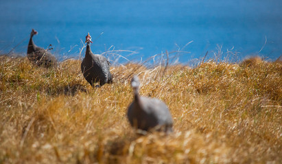 Guineafowls running through a field with the ocean in the background.