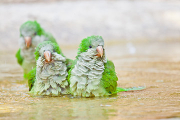 Freilebende Mönchssittiche (Myiopsitta monachus)  in Italien, Bergamo