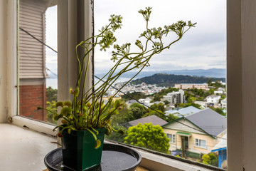 Venus flytrap (Dionaea muscipula), carnivorous plant