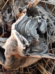 dry stumps in the forest with snow