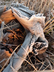 dry stumps in the forest with snow