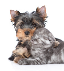 Close up Yorkshire Terrier puppy hugs sleepy kitten. Isolated on white background