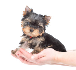 Tiny Yorkshire Terrier puppy sits on the palm of a woman. isolated on white background