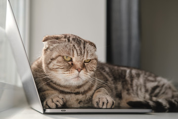Sad cat, bored and lacking in attention, lay down on the ultrabook keyboard and did not allow the...
