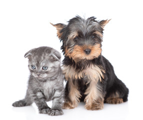 Yorkshire Terrier puppy and kitten  stand together in front view and look at camera. Isolated on white background