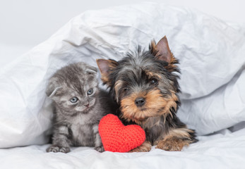 Kitten and toy terrier puppy lie together under warm blanket with red heart