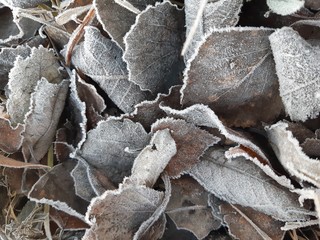frozen leaves in the snow