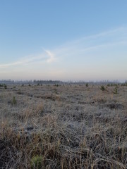 dry grass in the field