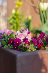 colorful flowers at eastern season