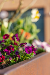 colorful flowers at eastern season