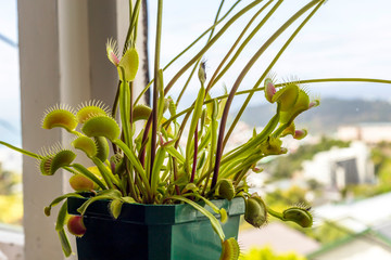 Venus flytrap (Dionaea muscipula), carnivorous plant