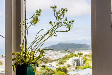 Venus flytrap (Dionaea muscipula), carnivorous plant