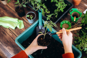 Concept planting seedlings indoor holding garden tools. Close up Hands of girls and little sprouts in pot with earth