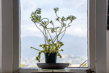 Venus flytrap (Dionaea muscipula), carnivorous plant