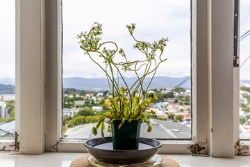 Venus flytrap (Dionaea muscipula), carnivorous plant